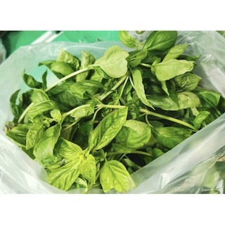 ใบเบซิล Italian Basil สด สะอาด รับประกันคุณภาพ