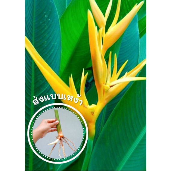 ธรรมรักษา หรือเฮลิโคเนีย ต้นใหญ่ ดอกสีส้ม (ส่งแบบเหง้า🌿🌿)