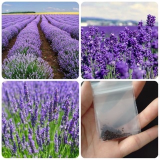 เมล็ด คุณภาพดี ราคาถูก ของแท้ 100% เมล็ดพันธุ์ลาเวนเดอร์ Lavender 200 เมล็ด เมล็ดดอกไม้สวย ต้นไม้มงคล ต้นไม้ประดับ