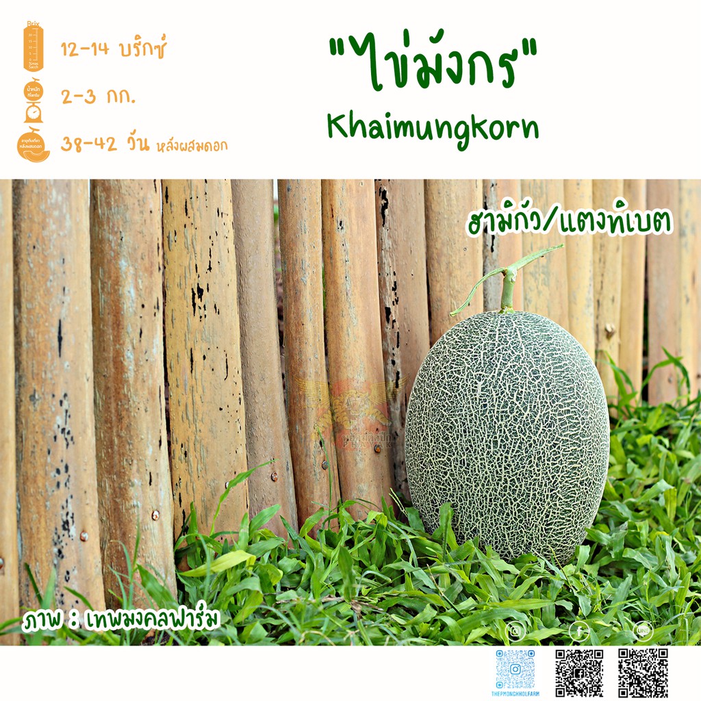 ไข่มังกร *หมด* (Khaimungkorn) 50 เมล็ด เมล่อนF1 เทพมงคลฟาร์ม แท้!!