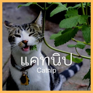 เมล็ดพันธุ์พืชดอกไม้ แคท นิป  50 เมล็ด Catnip seed เมล็ดพันธุ์แท้ ราคาถูก คุณภาพดี ปลูกง่าย