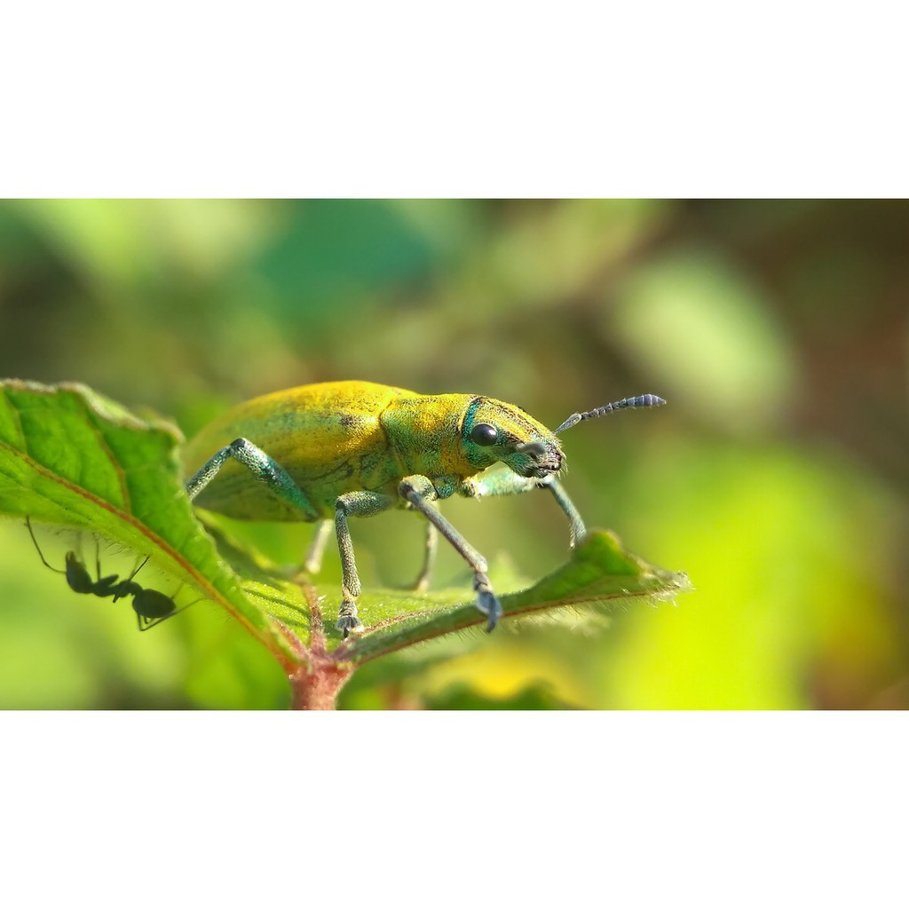 Macro Prosumer Lensbong 35mm - Nikon - Hp Camera Lens Q4xU - _fq0rn1hq3 ...