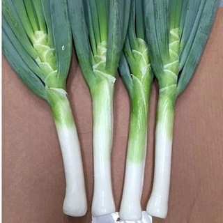 หอมญี่ปุ่นยักษ์📌ถูกที่สุด 10 บ.📌เมล็ดพันธุ์หอมญี่ปุ่นยักษ์ 40 เมล็ด👉 ☘️งอกง่าย🌱 ขึ้นไว👉ต้นใหญ่ยักษ์