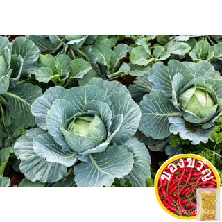 20 seeds Lowland Cabbage Kobis Tropika โฟร์ซีซั่เขตร้อนกะหล่ำปลี帽子/儿童/上衣/母婴/香菜/裙子/生菜/芹菜/头饰/手链//เมล็ด GA5O