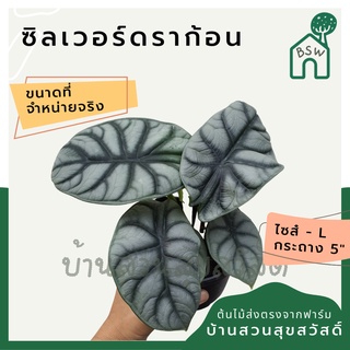 อโลคาเซีย ซิลเวอร์ดราก้อน กระถาง 5-6 นิ้ว ต้นแม่พันธุ์ พร้อมออกไข่ มาในกระถางพร้อมตั้ง alocasia silverdragon