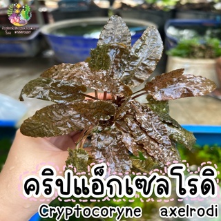 คริปแอ็กเซลโรดิ ,คริปแดง “Cryptocoryne axelrodi”🌱💦