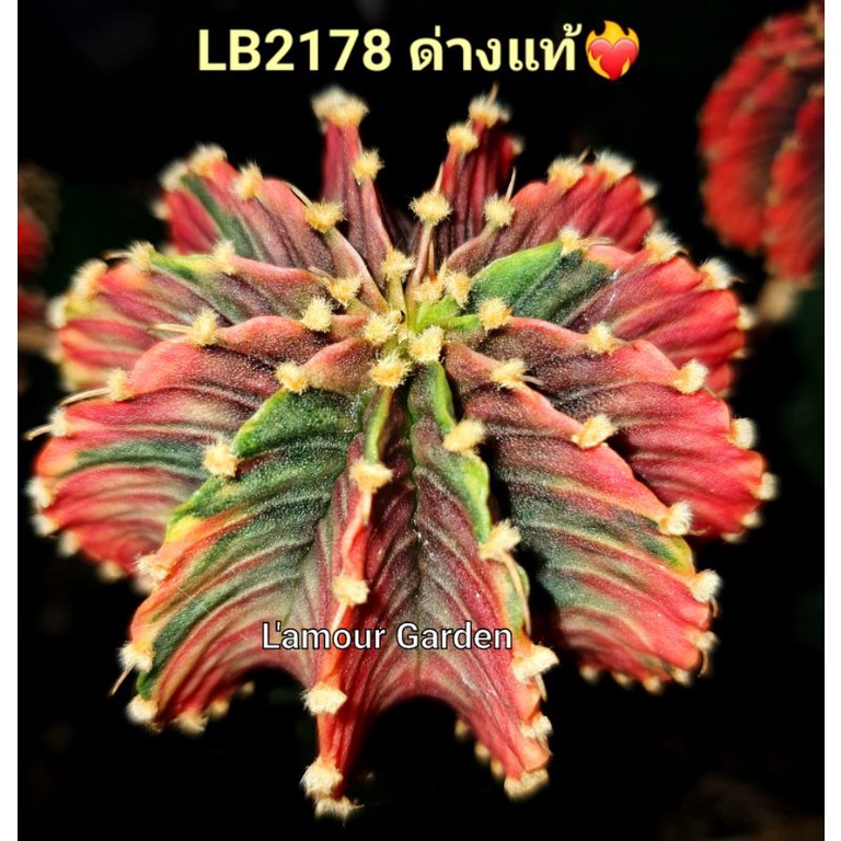 หน่อเด็ดสด แคคตัส "LB 2178 ด่างแท้" ❤️‍🔥สวยๆ