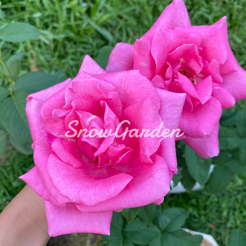 กุหลาบ Perfume Delight (ส่งติดดอก)สีชมพูบานเย็น หอม ดอกใหญ่ ถุงใหญ่