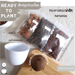 🪴Planting set เซ็ทปลูกบัวบกโขด คัดหัวกลมๆกระถางอ้วนๆน่ารัก กระถางสามขา มีเม็ดดินเผาให้เลือกหลายสี อุปกรณ์ครบ