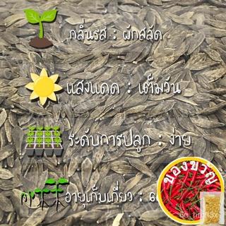 เมล็ดพันธุ์ ผักสลัดโบลว์แดง 1000เมล็ด Red Salad Bowl Lettuce Seed เมล็ดพันธุ์แท้100%นำเข้าจากต่างประเทศ ปลูกผัก สวนครัวZ