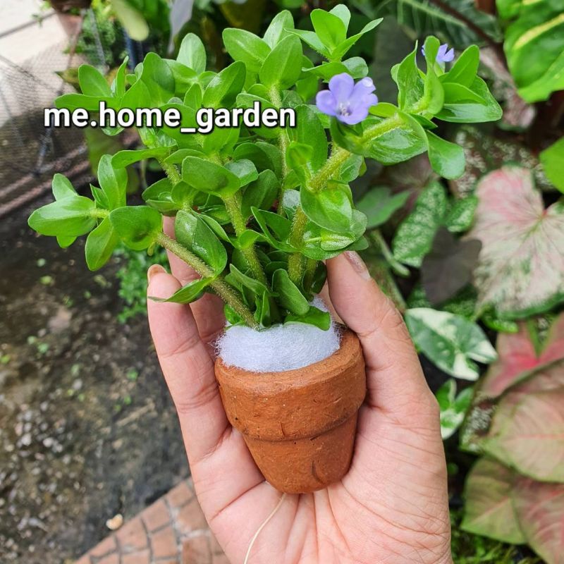 🌿🌿🌿ต้นลานไพลิน​ ไม้น้ำพร้อมกระถางดินเผา