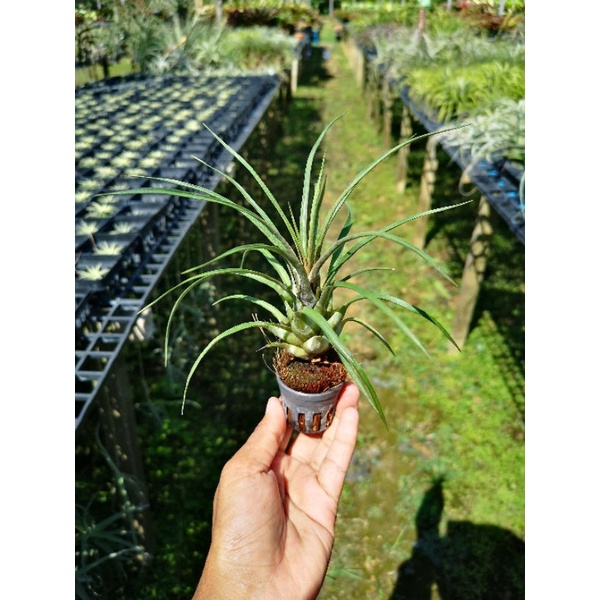 Vriesea​ corcovadensis