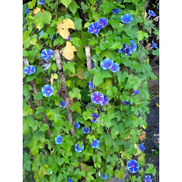 เมล็ดดอกไม้ เมล็ดมอร์นิ่งกลอรี่ สีม่วงคราม 50 เมล็ด - รูปที่ 5