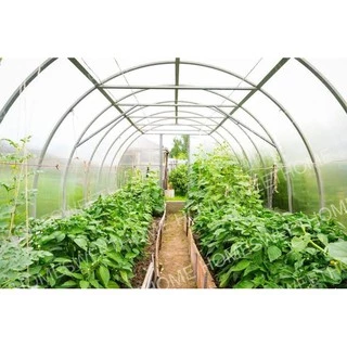 [โค้ดPSK49ลด25%] *ค่าส่งถูก* พลาสติกคลุมโรงเรือน greenhouse หน้ากว้าง 3.6 / 4 / 5เมตร หนา 80,120,150,200 ไมครอน