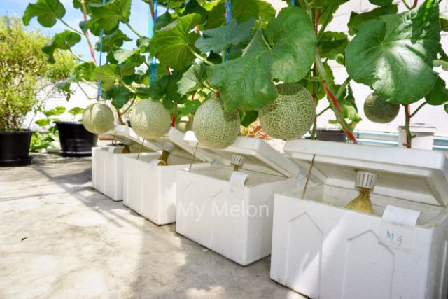 ถ้วยปลูกพืชผักขนาดใหญ่ไฮโดรโปนิกส์​ (สำหรับฟองน้ำ)​ 25ใบ​ ใช้ปลูกเมล่อน แตกโม แตงกวา - รูปที่ 4