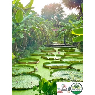 เมล็ดบัวกระด้ง เมล็ดบัววิคตอเรีย เมล็ดบัวยักษ์ 40 เมล็ด (VICTORIA AMAZONICA) พร้อมคู่มือในการเพาะ เจ้าของสวนขายเอง