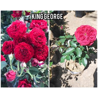 🌹King George ดอกพวงสีแดงสด