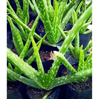 ว่านหางจระเข้ ALOEVERA หน่อว่านหางจระเข้พร้อมปลูก