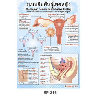 INTOP By OST Plastic Poster The Human Female Reproductive System ระบบสืบพันธุ์เพศหญิง : 50x70 Cm #EP-216