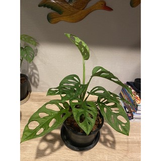 Monstera lechleriana มอนสเตอร่า เลอเชอร์ เรียน่า