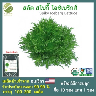 เมล็ดสลัดสไปกี้ ไอซ์เบริกส์ จำนวน 100-200 เมล็ด