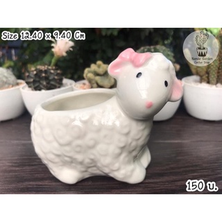 กระถางแคคตัสแกะน้อย 🐑 ตัวเมีย