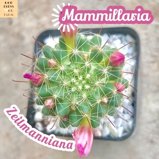 [แมมพีค็อกหนามแดง] Mammillaria Zeilmanniana ส่งพร้อมกระถาง แคคตัส Cactus Succulent Haworthia Euphorbia ไม้หายาก