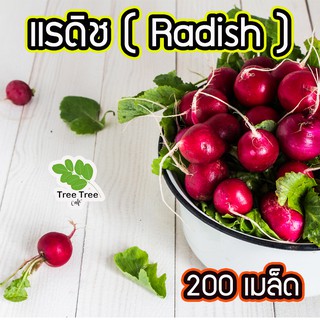 เรดิชสีแดง 🍒 เรดเรดิช หัวผักกาด ผักกาดหัว แรดิช Radish 200 เมล็ด เมล็ดคุณภาพเกรดเอ อัตราการงอกสูง