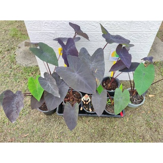 บอนดำ แบล็ค เมจิค ( Colocasia esculenta Black Magic )