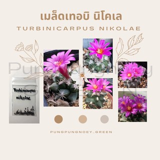 เมล็ดกระบองเพชร เมล็ดแคคตัส เมล็ด Turbinicarpus nikolae 10 เมล็ด