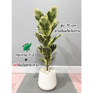 ต้นไม้ปลอม ยางอินเดียใบด่าง พร้อมกระถางแหละหินสีขาวครบเซ็ต(75cm)🍀