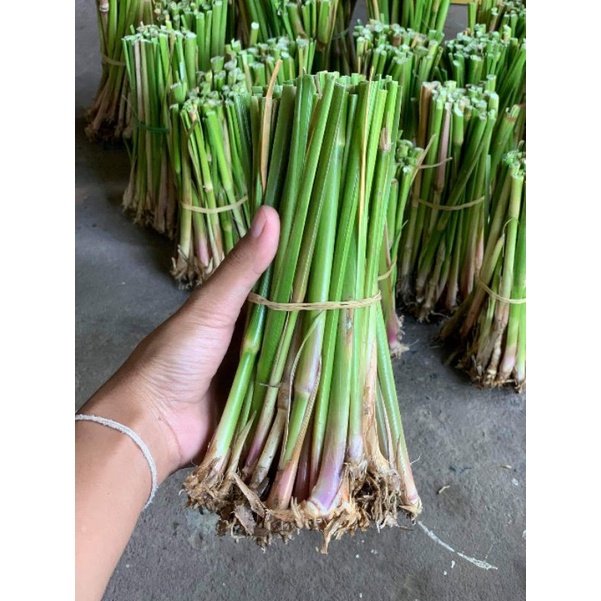 🌱หญ้าแฝก 3,000 ต้น🔥แถม 200 ต้น