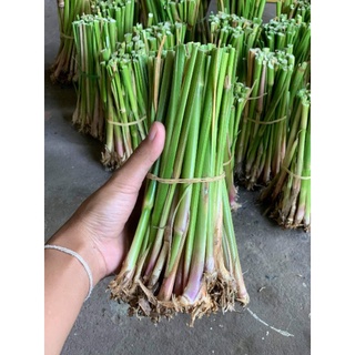 🌱หญ้าแฝก 3,000 ต้น🔥แถม 100 ต้น