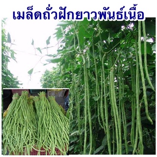 เมล็ดถั่วฝักยาวพันธ์เนื้อ