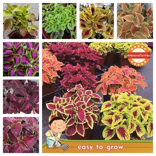 บอนสี 150 เมล็ด เมล็ดพันธุ์ Mix Color Coleus Seeds Perilla Blumei Flower Seeds ดอกไม้ปลูกสวยๆ เมล็ดดอกไม้ ต้นไม้ประดับ