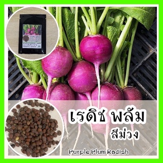 พร้อมส่ง ❗ รหัส 110 เมล็ดพันธุ์ OP แท้   เรดิชสีม่วง - Purple Plum Radish เรดิชลูกพลัม แรดิช หัวไช้เท้า เมล็ดเรดิช เมล็ด