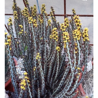 ยูโฟเบียเอรูจิโนซ่าฟอร์มกอ Euphorbia Aeruginosa กระบองเพชร แคคตัส