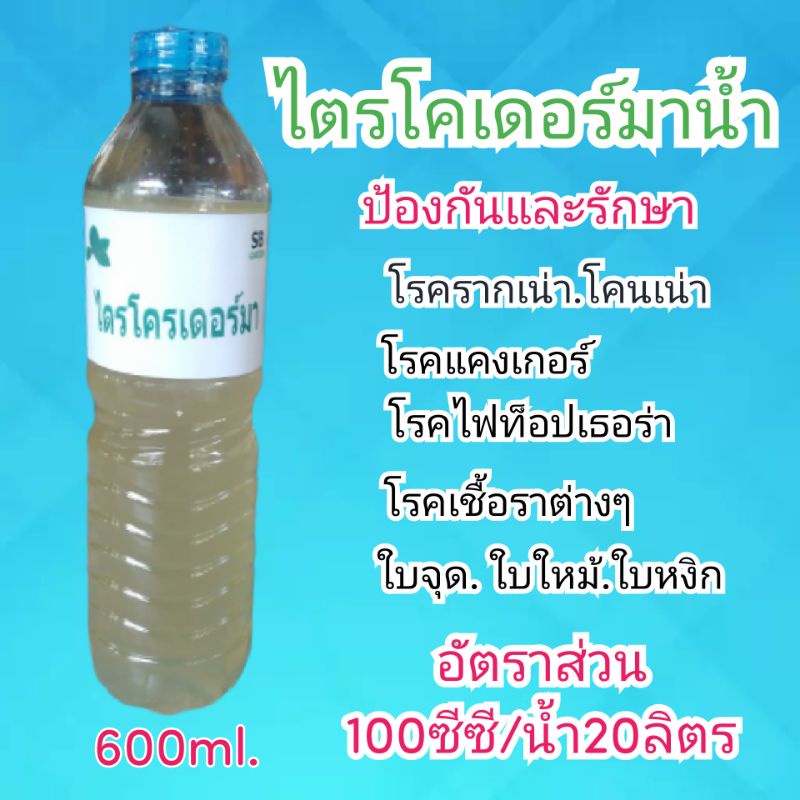 ไตรโครเดอร์มาใช้กำจัดเชื้อราต่่างๆ#รากเน่า#โคนเน่า#ใบจุด#ใบหงิกฯลฯขนาด600ml.คน