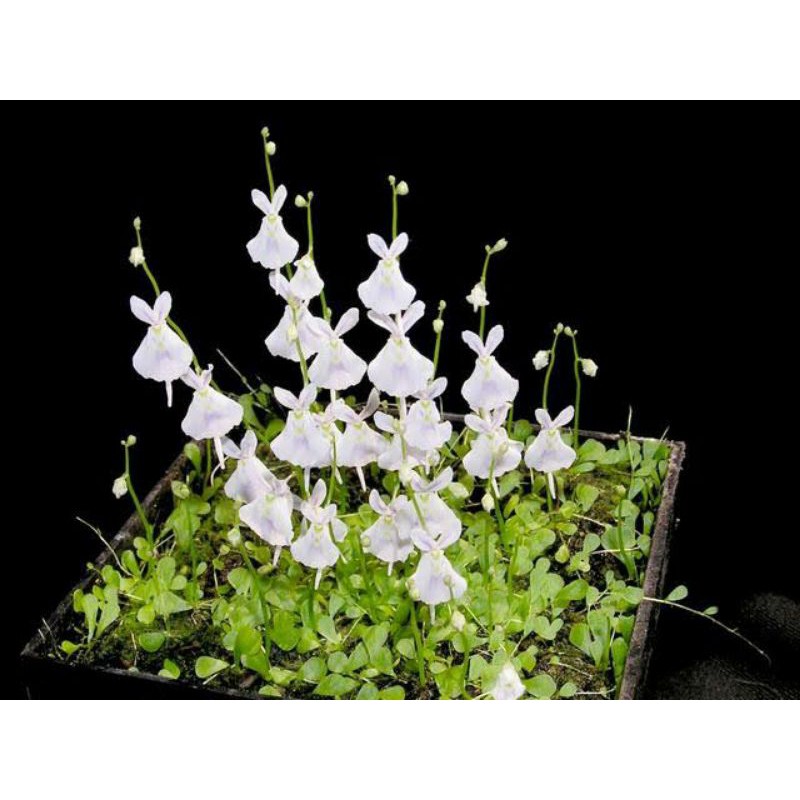 NEW พืชกินเเมลง (หายาก)Utricularia หลากหลายสายพันธุ์
