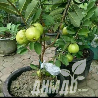 bibit buah jambu kristal putih tanpa biji Bisa Di tanam Di pot
