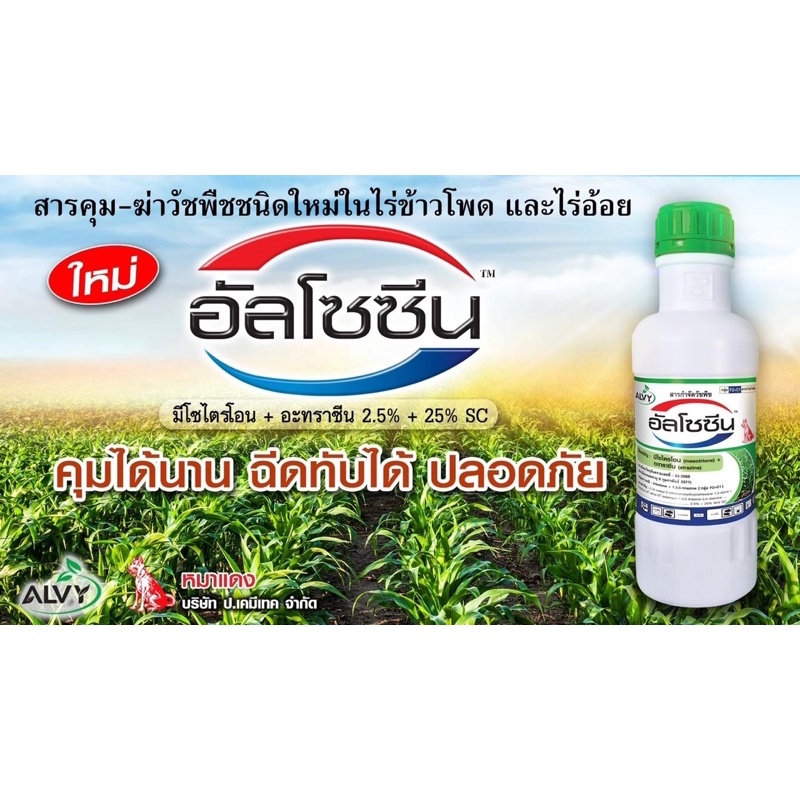 อัลโซซีน (มีโซไตรโอน + อะทราซีน สารตัวเดียวกับคาลารีส) สารคุม-ฆ่าวัชพืชในไร่ข้าวโพด🌽และไร่อ้อย สามารถฉีดทับข้าวโพดได้เลย