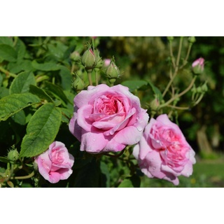 30 เมล็ด กุหลาบ มอญ สีชมพู pink damask Rose Seeds ดอกใหญ่ นำเข้าพร้อมคู่มือ