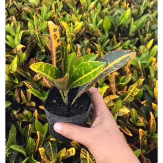 ต้นโกศล โกศลเชียงใหม่ โกศลใบส้ม โกศลแซ่ม้า ถุง 4 นิ้ว 10 ต้น (อ่านรายละเอียดข้างล่างก่อนสั่งซื้อ)