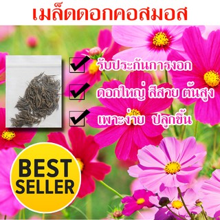 (ซื้อ10แถม1)เมล็ดดอกคอสมอส คอสมอส cosmos พร้อมส่ง 100 เมล็ด/ซอง