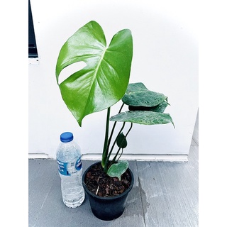 มอนสเตอร่า ไจแอนท์ ต้นมอนสเตอร่า monstera giant ใบเริ่มแฉก ไม้ฟอกอากาศ