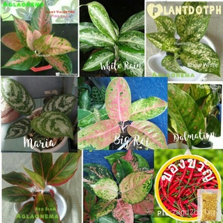 Aglaonema Pink lady/Conchin/Snow white  &amp; other variety live plant儿童/文胸/向日葵/种子/裙子/玫瑰/内裤/生菜/手链/木瓜/ 6PRQ