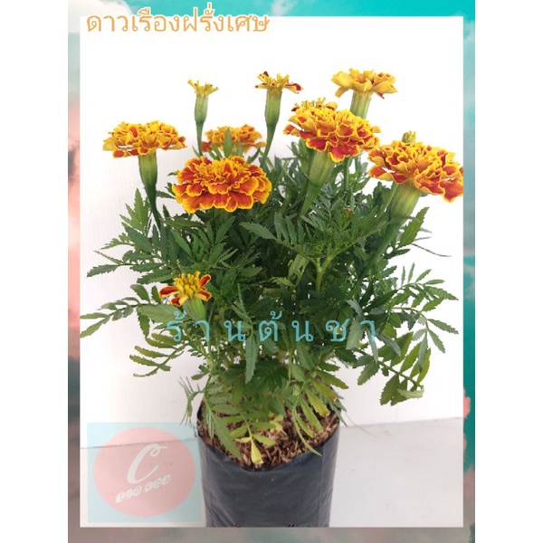 ดาวเรืองฝรั่งเศส (French Marigolds) ดอกสีสันสวยงาม