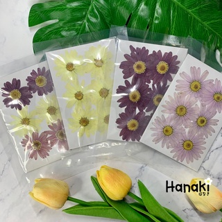 【พร้อมส่ง】ดอกมากาเร็ตทับแห้ง (Margaret) ดอกไม้จริงทับแห้ง ดอกไม้ทับแห้ง Pressed Flowers💐