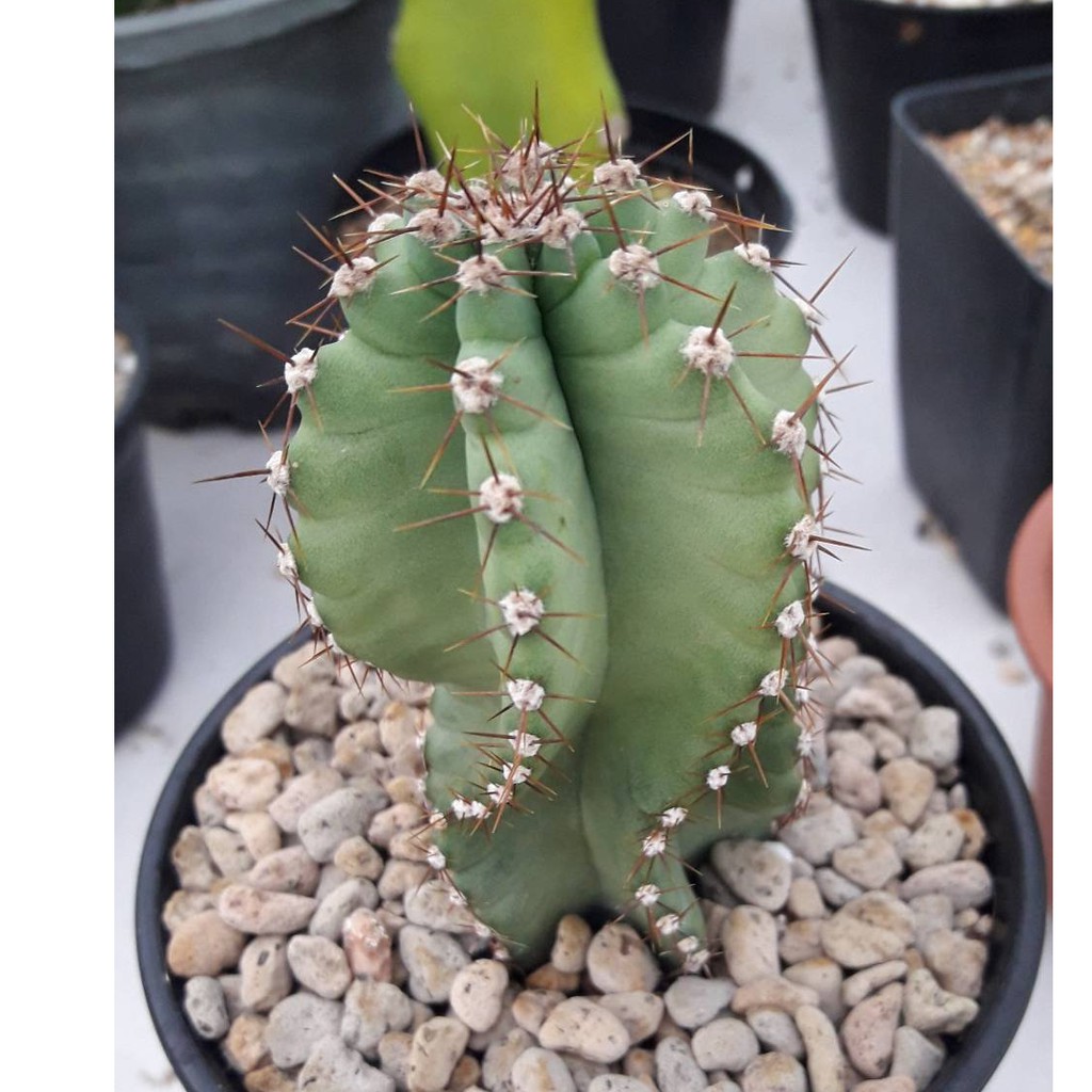 Cake Cactus Farm กระบองเพชร Cereus forbesii 'Spiralis' ซีรีอุส สไปราลิส