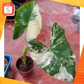 alocasia macrorrhiza variegated บอนกระดาดด่าง บอนด่าง สภาพสวยมาก รากเดินดี บอนกระดาษด่าง ไม้ด่าง ต้นด่าง